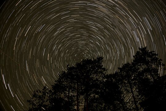 Star trails in night sky with trees