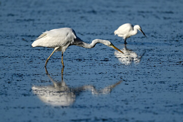 Great egret (Ardea alba) with little egret in the background // Silberreiher mit Seidenreiher im Hintergrund - Mesolongi, Greece