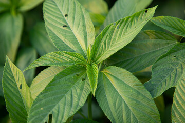 Natural green Jute Leaves Close-up photos in the field of Bangladesh
