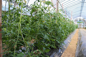 ビニールハウスでのトマト栽培