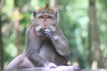 monkey in the wild macaque asia jungle park