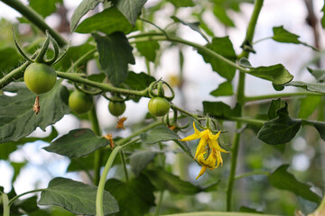 トマトの緑色の果実と黄色いの花