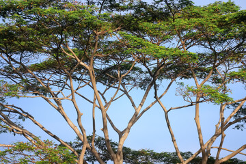 spring rainforest trees green leaves jungle