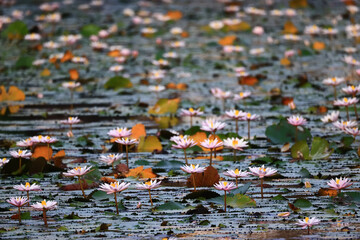 wallpaper spring, blooming lotuses asia flower abstract background