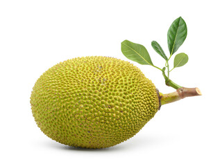 Jackfruit with leaves isolated on white background. Clipping path.