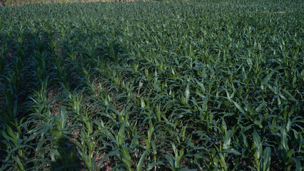 green corn field in a farmer's lush field