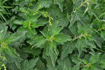 green nettle plants on the ground top view  