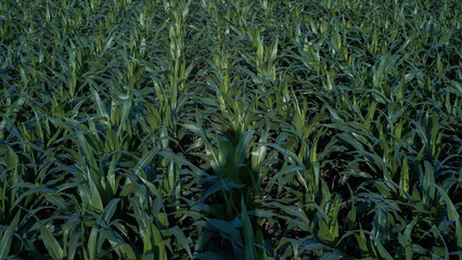 green corn field in a farmer's lush field