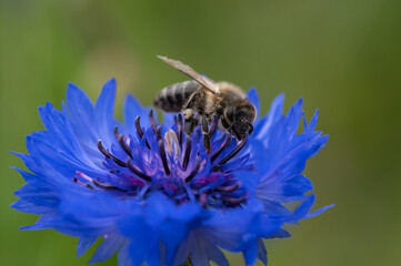 Apis mellifera - Western Honey Bee - Abeille européenne - Abeille mellifère