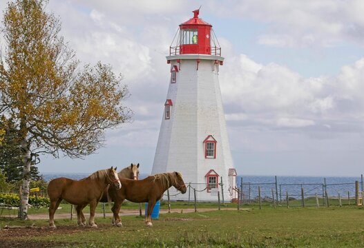 white lighthouse on the coast with horses
