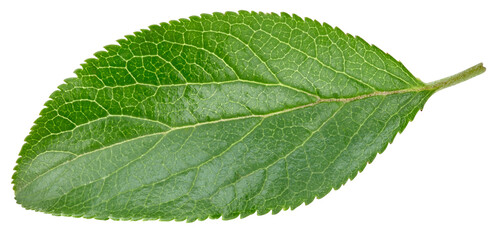 Plum leaves isolated