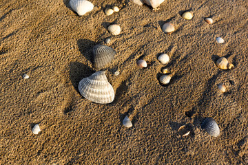  sea shells on the beach