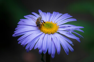 Honey bee on the flower