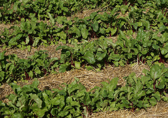 Rows of young beet plants and straw mulch