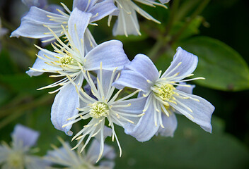 Blue flowers of Clematis vitalba