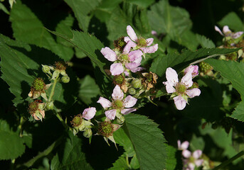 Blackberry (Rubus fruticosus) in early spring