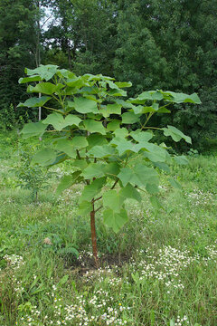 A young tree of Paulownia tomentosa