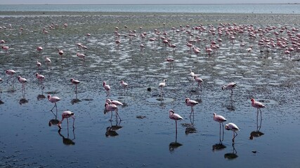 Fototapeta premium Flamingos an der Küste Namibias