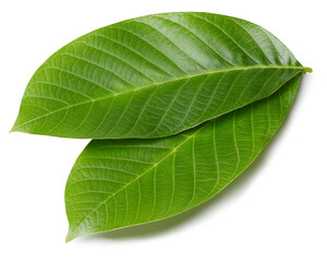 Obraz premium Walnut leaves isolated