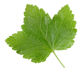 Currant leaves isolated