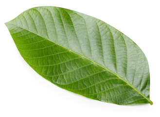 Obraz premium Walnut leaves isolated