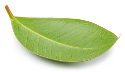 Obraz premium Mango leaves isolated