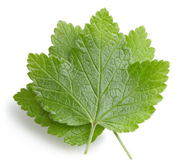 Currant leaves isolated