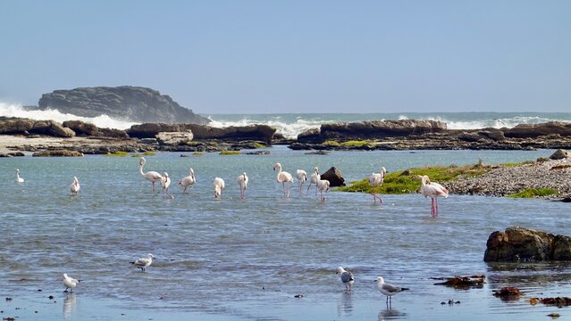 Flamingos an der K&uuml;ste Namibias