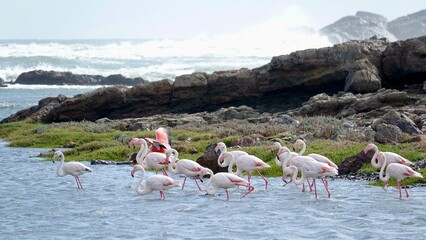 Flamingos an der Küste Namibias