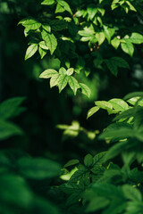 Sunlight fresh green leaves with dark blur background 