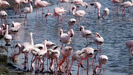 Flamingos an der Küste Namibias