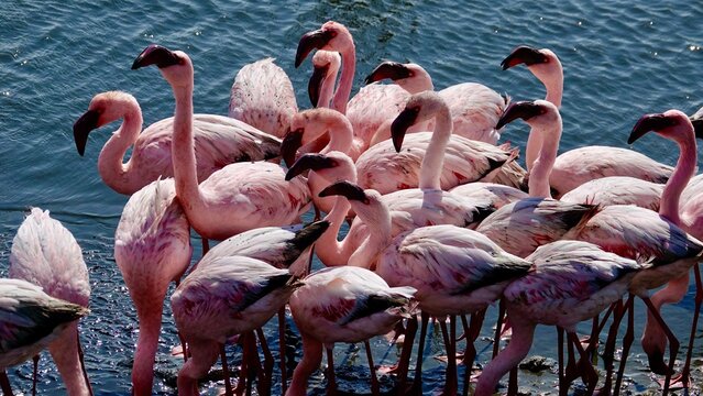 Flamingos an der K&uuml;ste Namibias