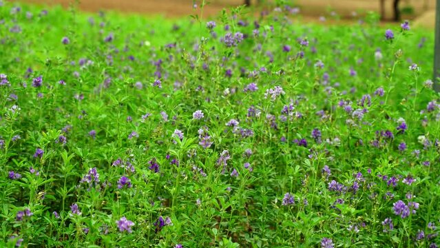 In the spring farm field young alfalfa grows. The field is blooming alfalfa, which is a valuable animal feed