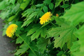 Obraz premium Beautiful yellow dandelions in park, closeup