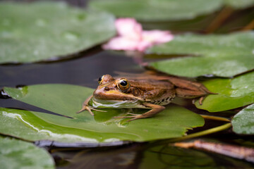 frog in the pond