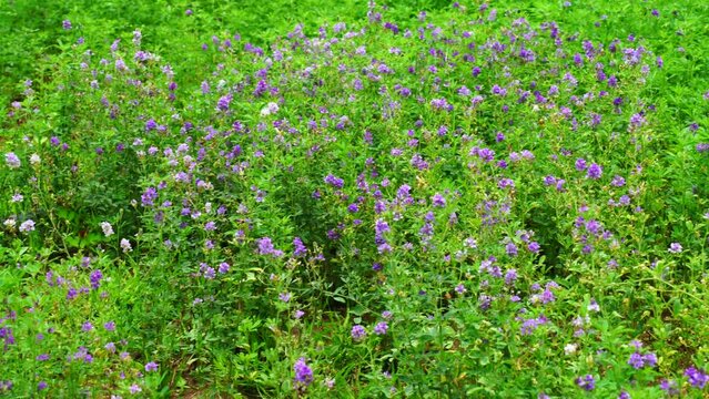 In the spring farm field young alfalfa grows. The field is blooming alfalfa, which is a valuable animal feed