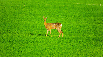 Deer on a background of greenery