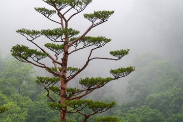 Fototapeta premium tree in the fog