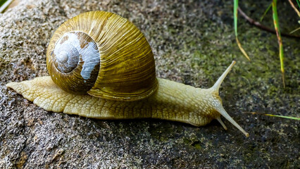 A closeup macro photo of a snail in the woods.
