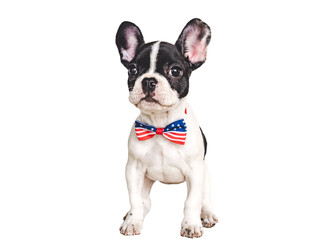 Charming puppy and a bow-tie in the colors of the American Flag. Close-up, indoors. Isolated background. Studio shot. Congratulations for family, loved ones, friends and colleagues. Pets care concept