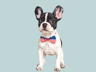 Fototapeta premium Charming puppy and a bow-tie in the colors of the American Flag. Close-up, indoors. Isolated background. Studio shot. Congratulations for family, loved ones, friends and colleagues. Pets care concept