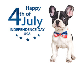 Happy Independence Day. American Flag and cute brown puppy. Closeup, indoors. Studio shot....