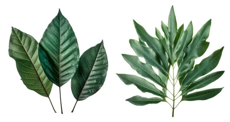 Collection of lanceolate leaf cutout isolated on transparent background, PNG image, Generative AI