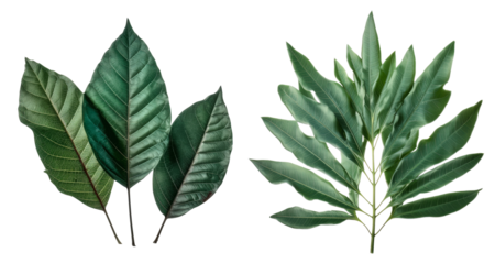 Collection of lanceolate leaf cutout isolated on transparent background, PNG image, Generative AI