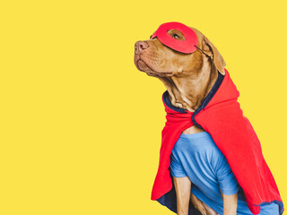 Cute brown puppy and Superhero costume. Close-up, indoors. Studio shot. Congratulations for family, loved ones, friends and colleagues. Pets care concept