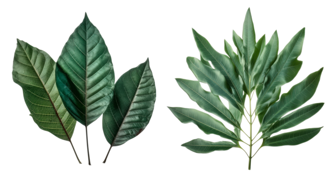 Collection of lanceolate leaf cutout isolated on transparent background, PNG image, Generative AI