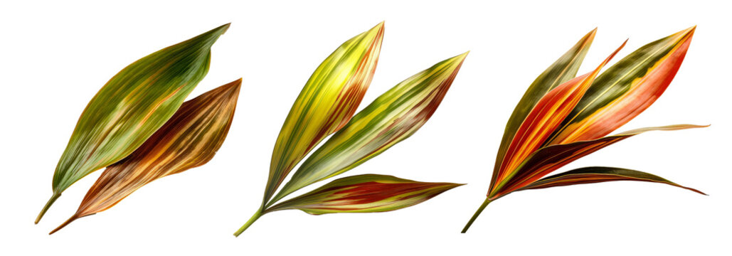 Collection of New Zealand flax phormium leaf cutout isolated on transparent background, PNG image, Generative AI