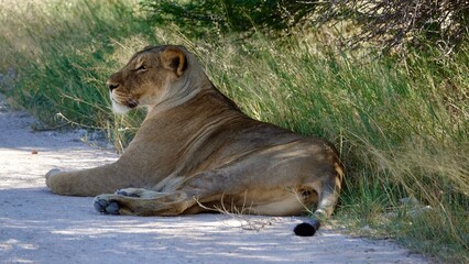 Wilde Löwen in Namibia