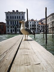 seagull in the canals of venice