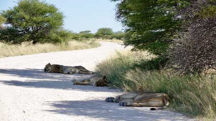 Wilde Löwen in Namibia